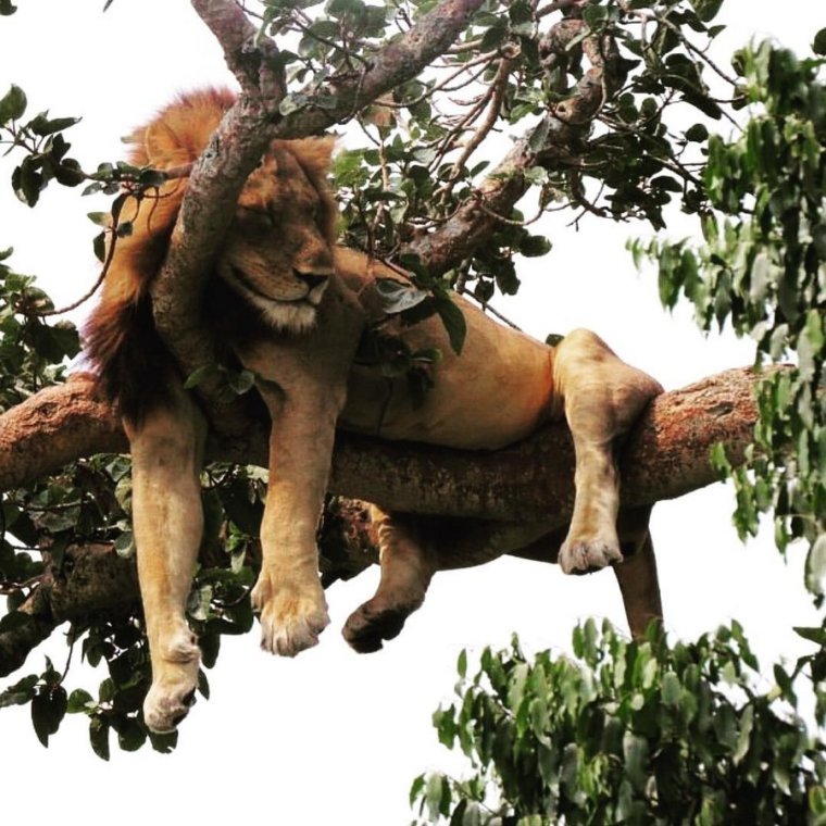 Спящие львы на дереве
