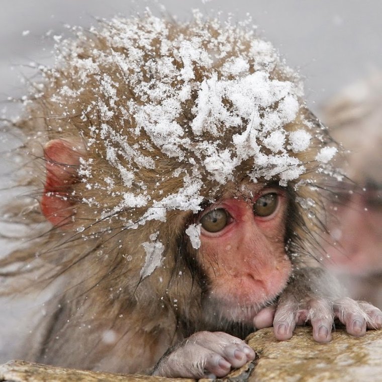 Обезьянка в снегу