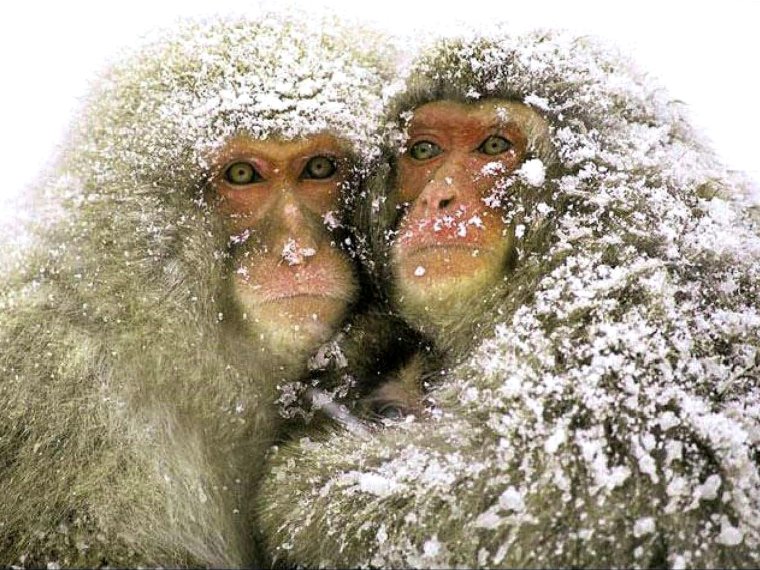 Джек Николсон сияние холод