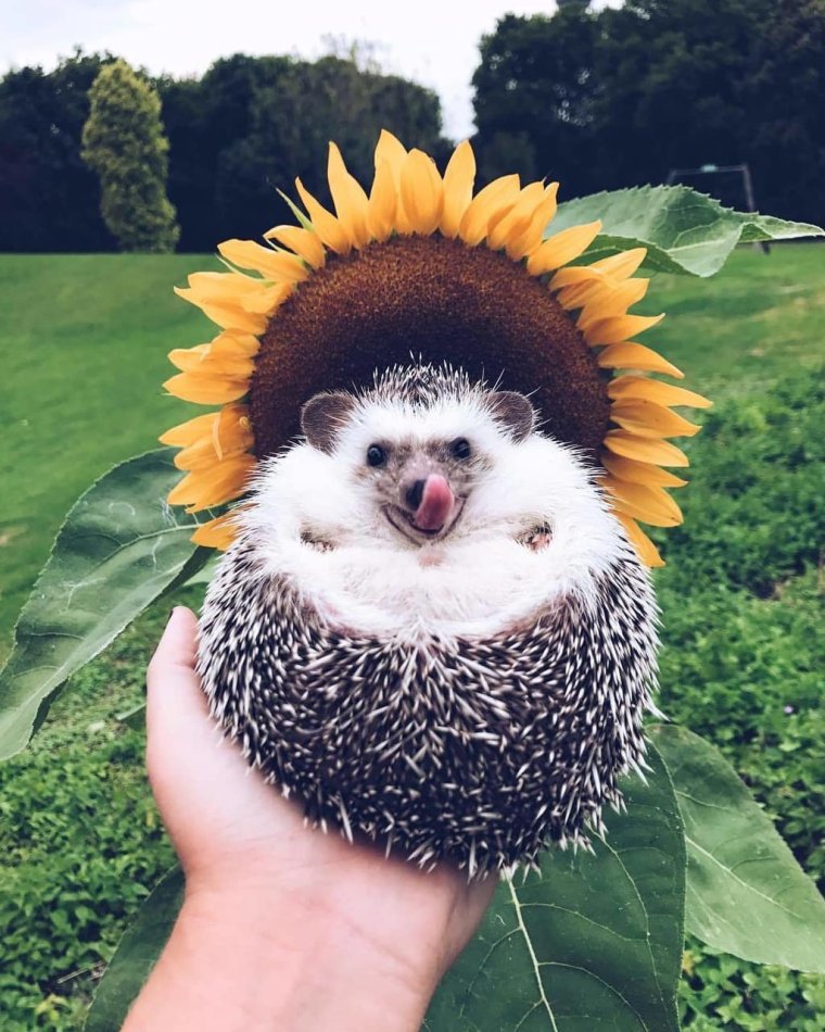 Прикольный Ежик