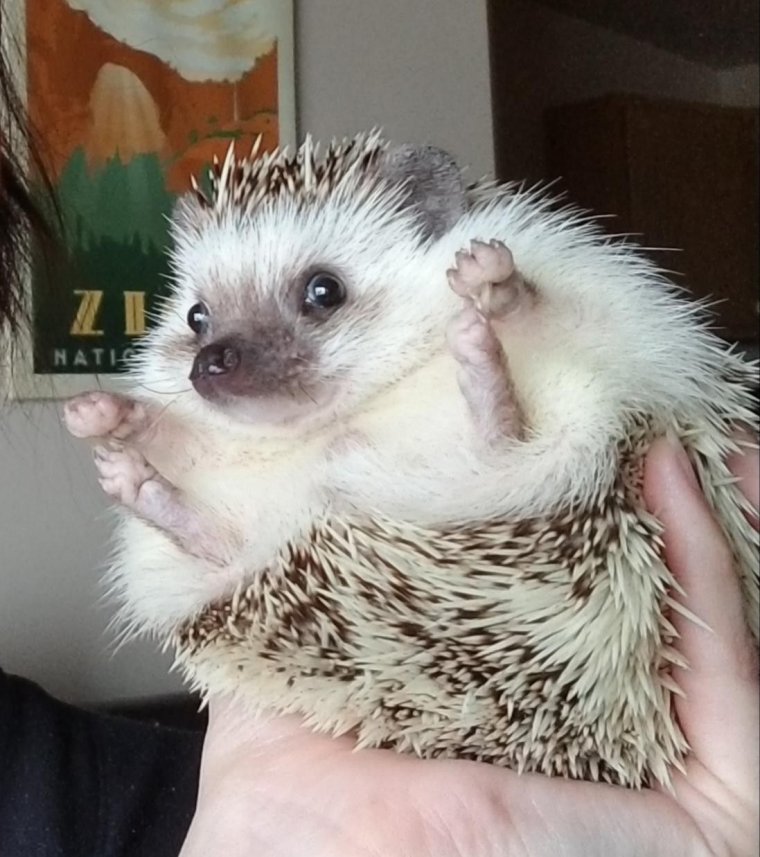 Ёжик Африканский смешной