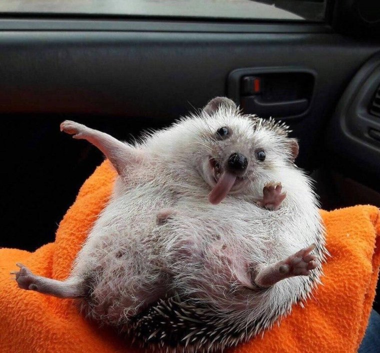 Прикольный Ежик