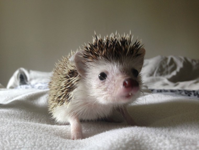 Ежик прикол