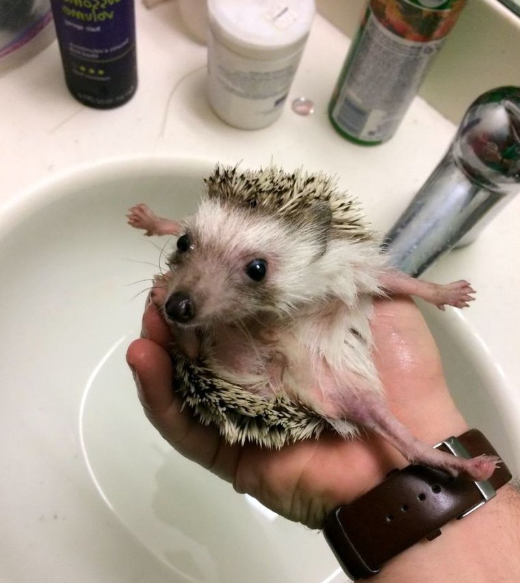 УГАРНЫЙ Ёжик