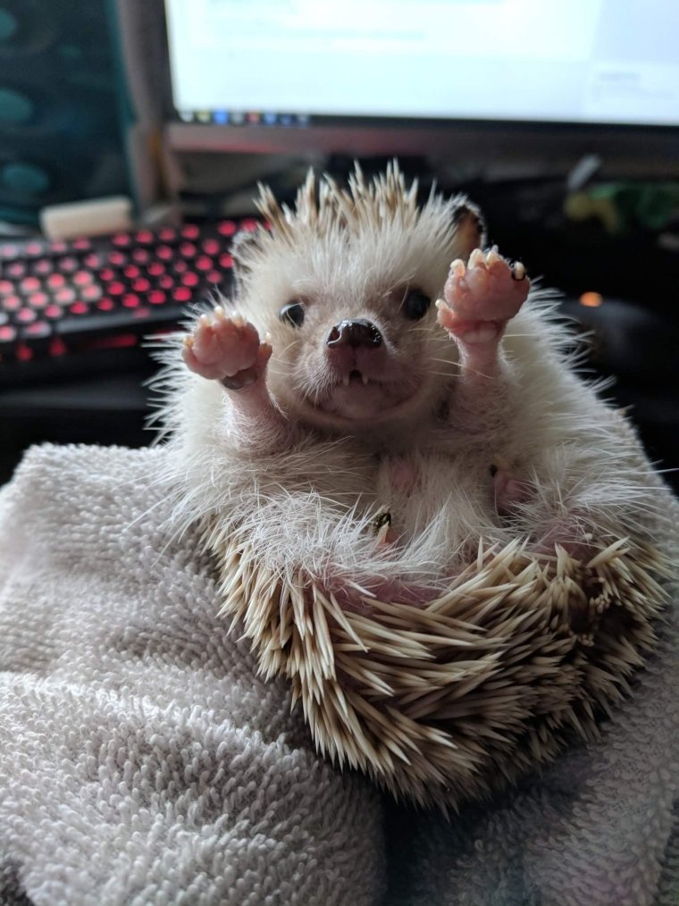 Смешной Ежик