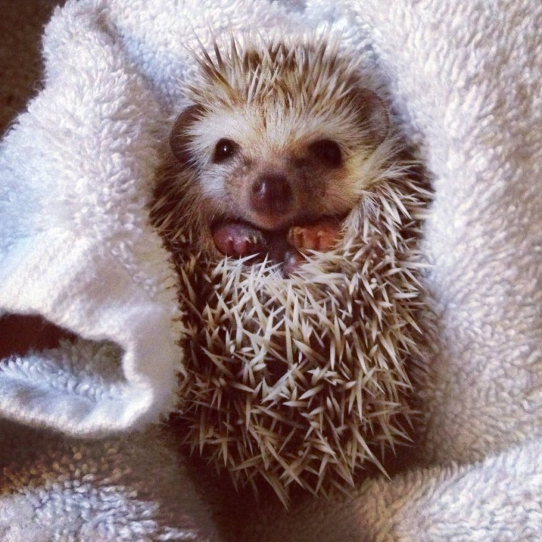 Смешной Ежик