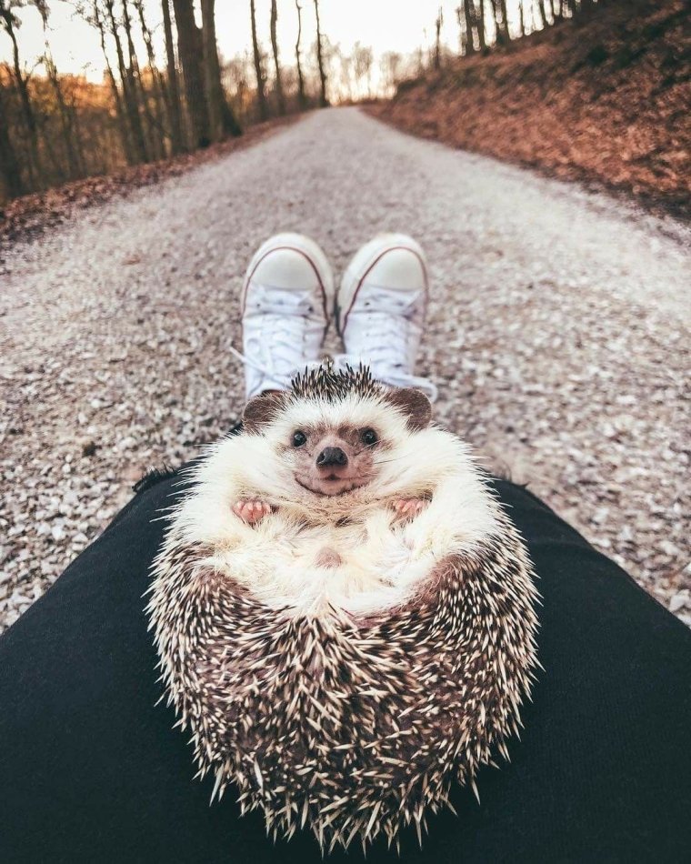 Крутой Ежик