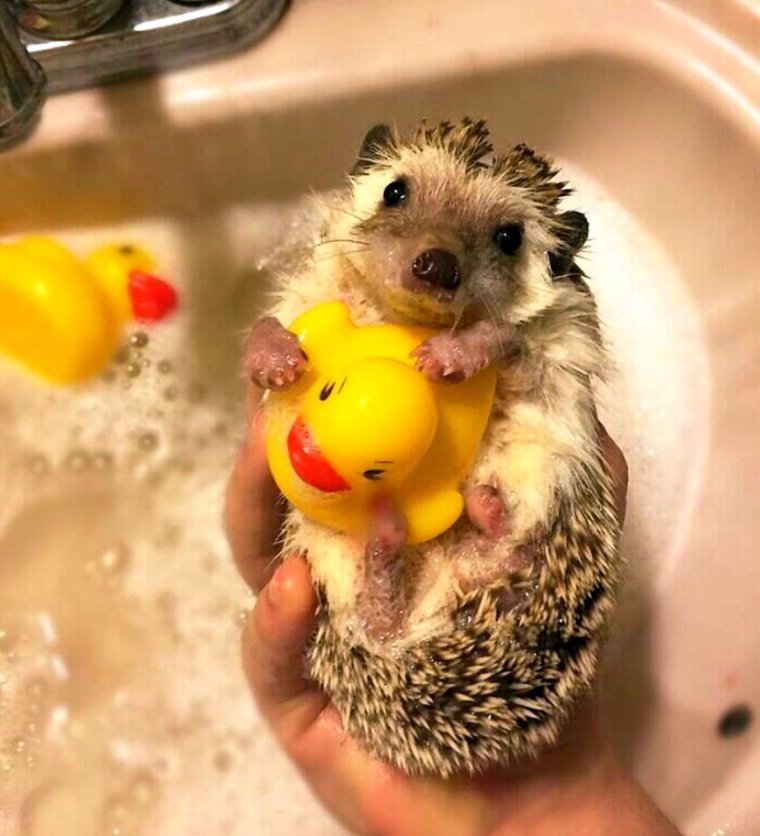 Забавные ежики