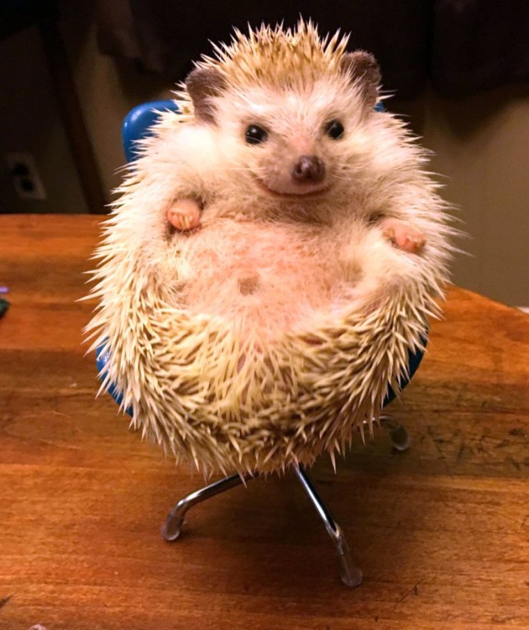 Красивый Ежик