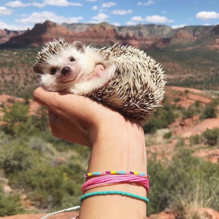 Аватар с ежиком