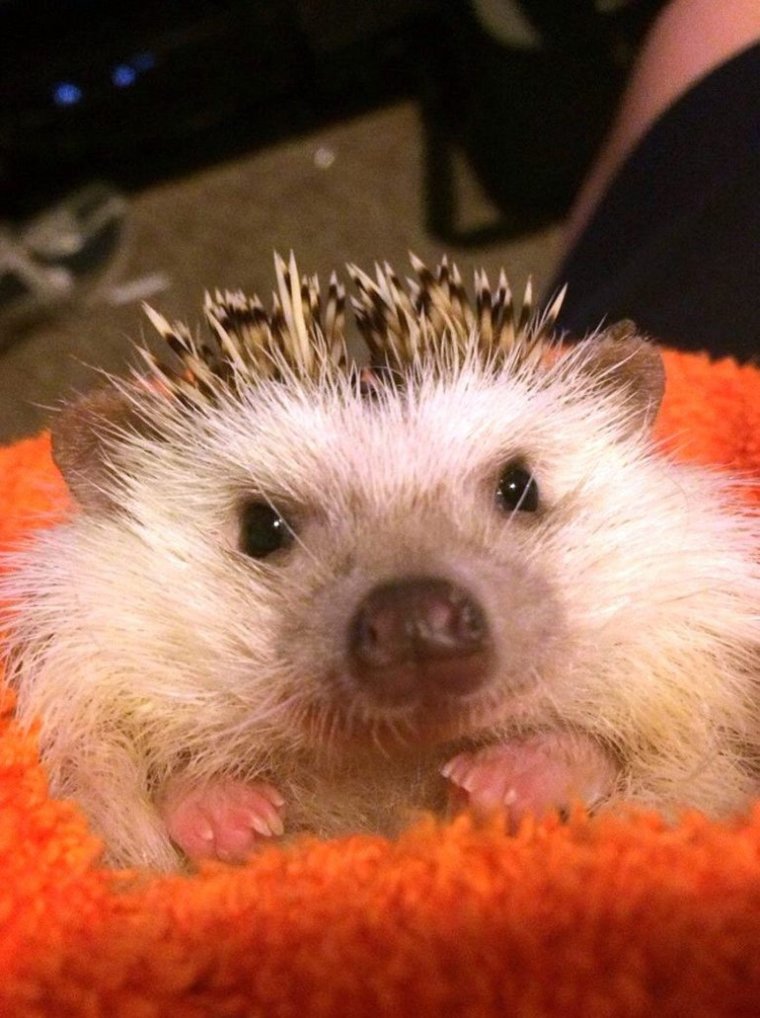 Смешной еж