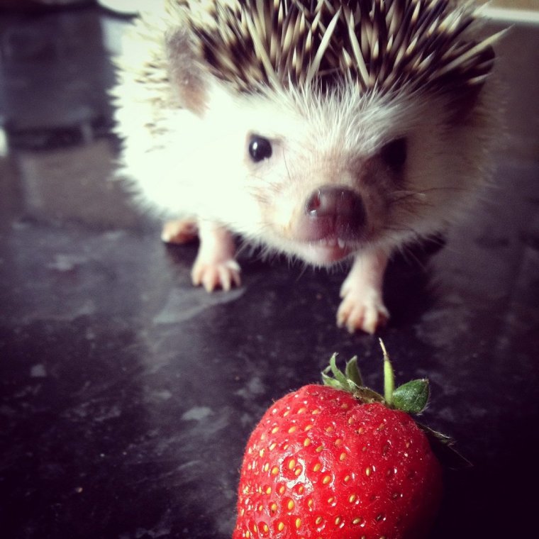 Ёжики милые и смешные