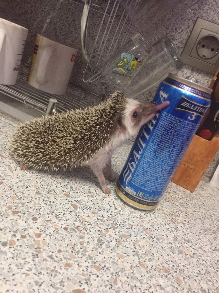 Ежик с пивом