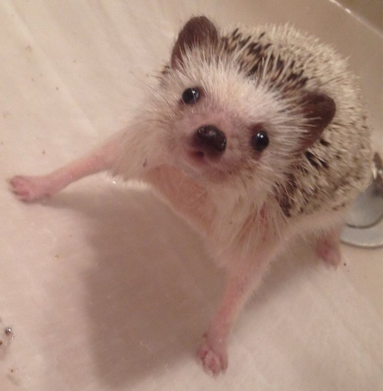 Испуганный Ежик