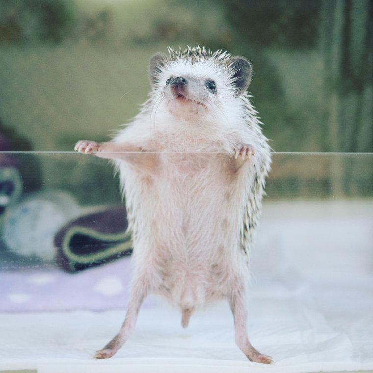 Смешной Ежик