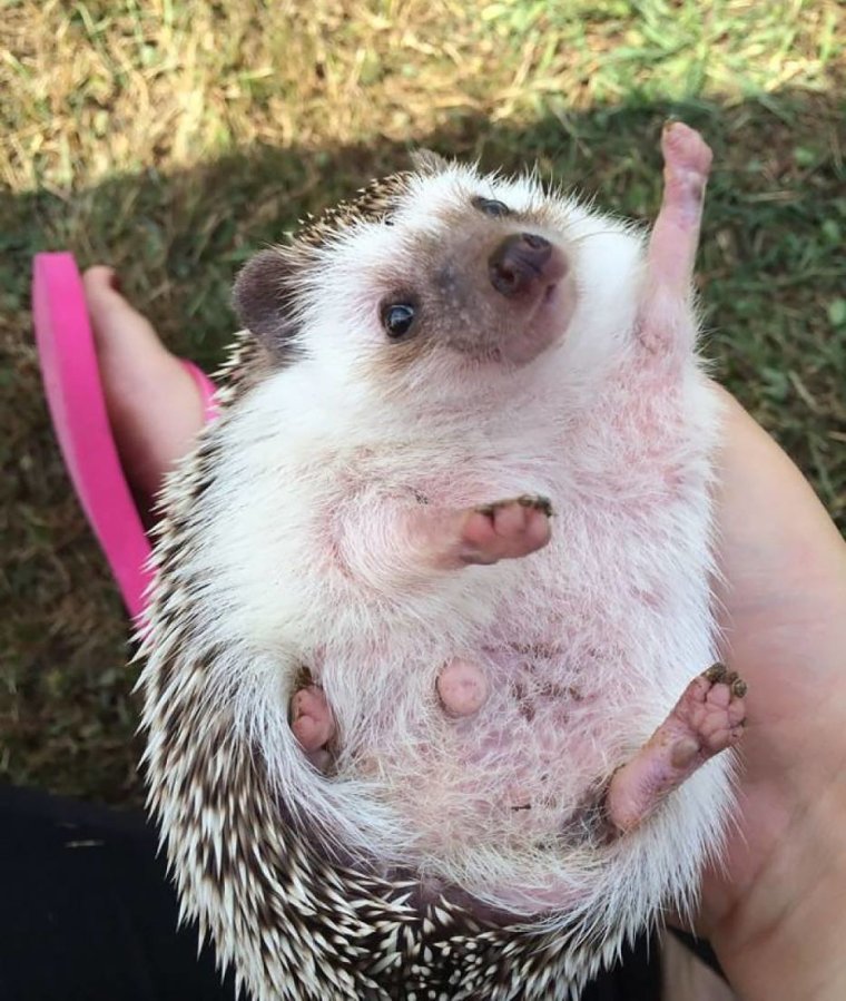 Довольный Ежик