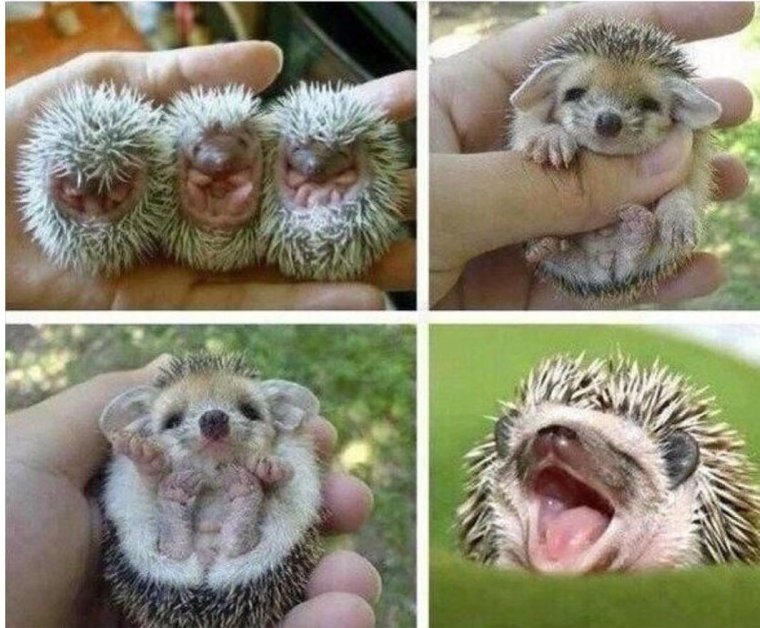 Мимими Ёжик