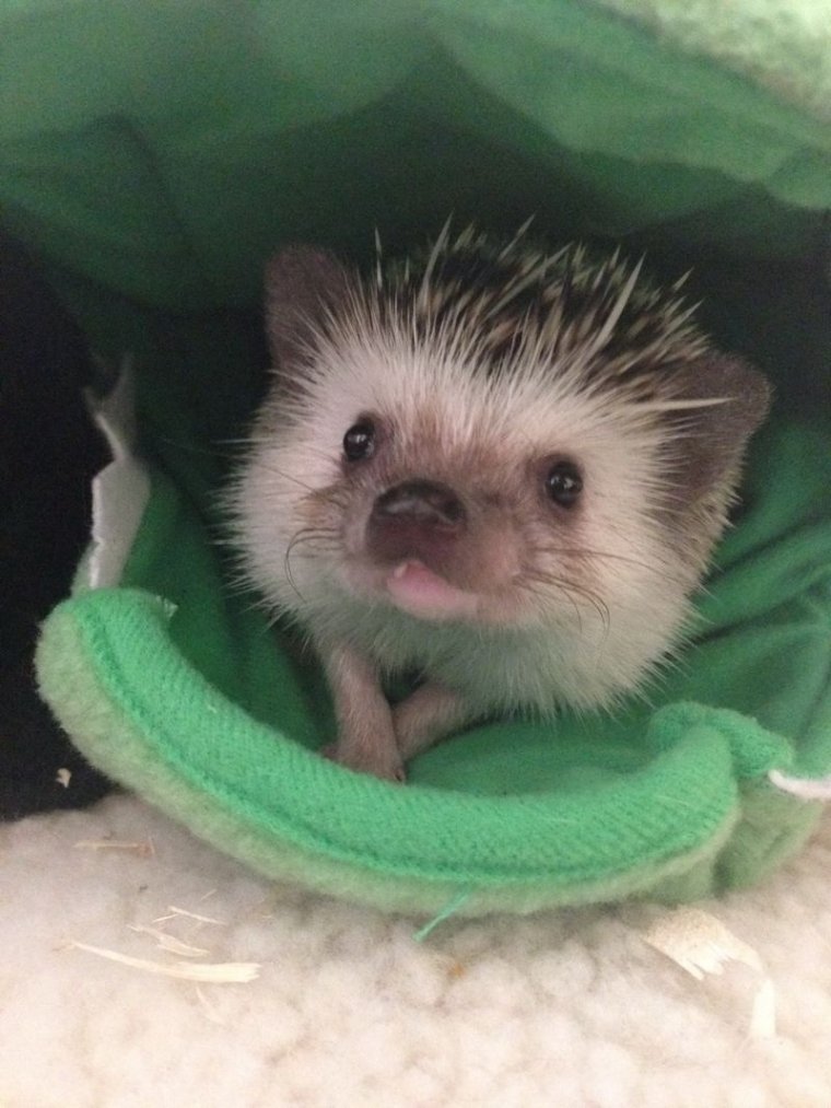 УГАРНЫЙ Ёжик