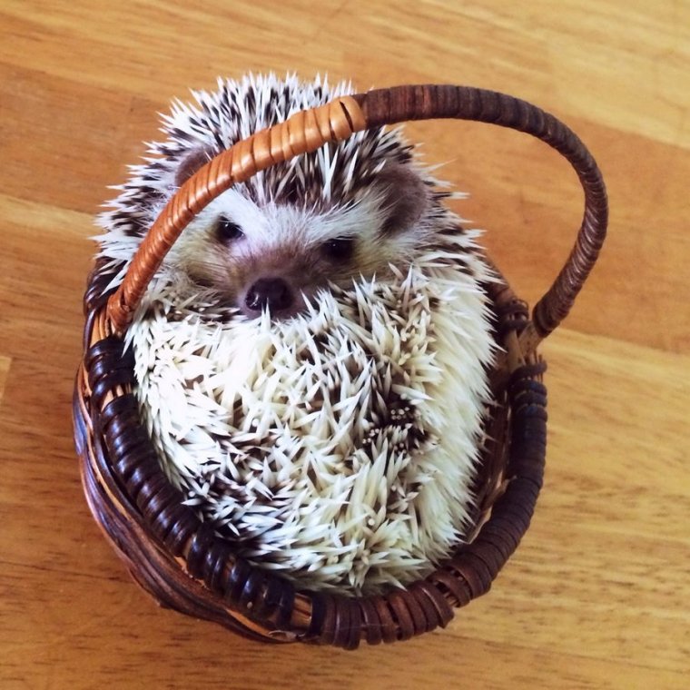 Прикольный Ежик