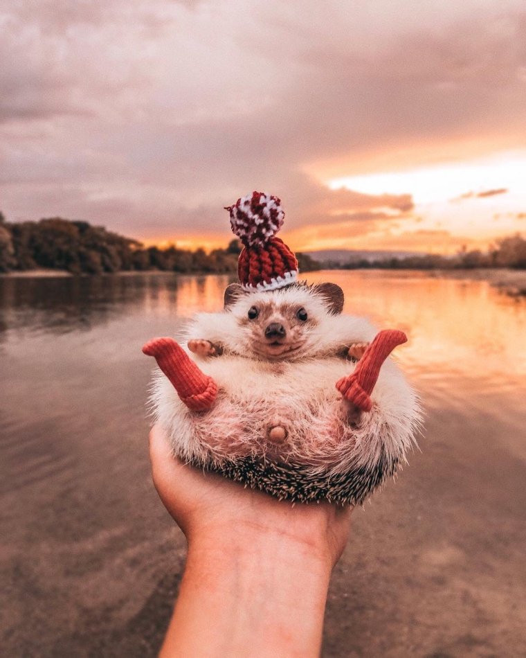 Mr Pokee Ёжик путешественник