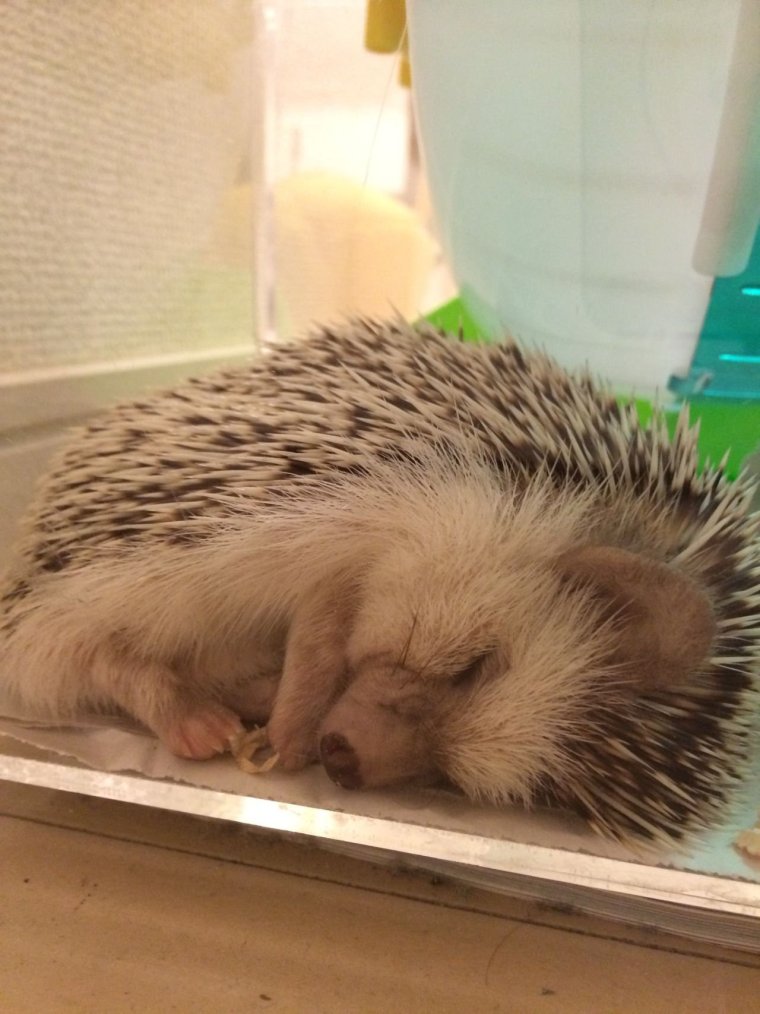 Лежачий Ежик