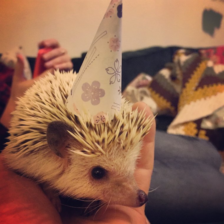 Ёж в колпаке