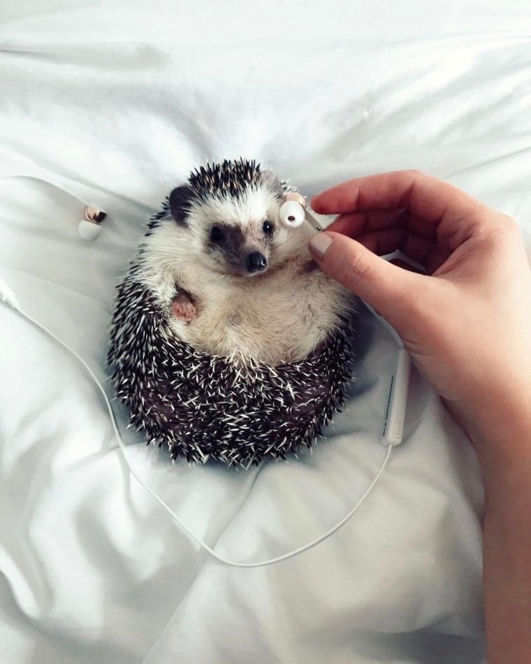 Смешной Ежик