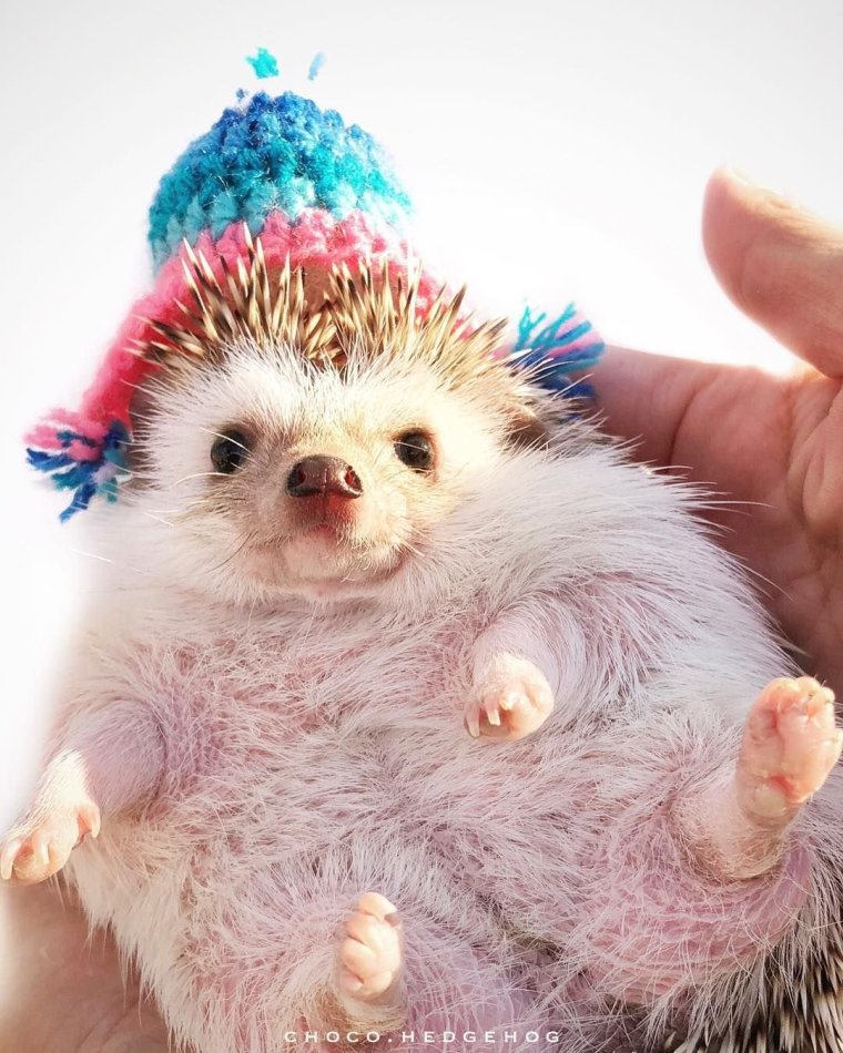 Креативный Ежик