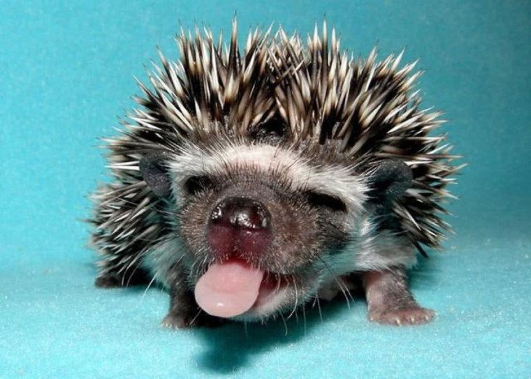 Прикольный Ежик