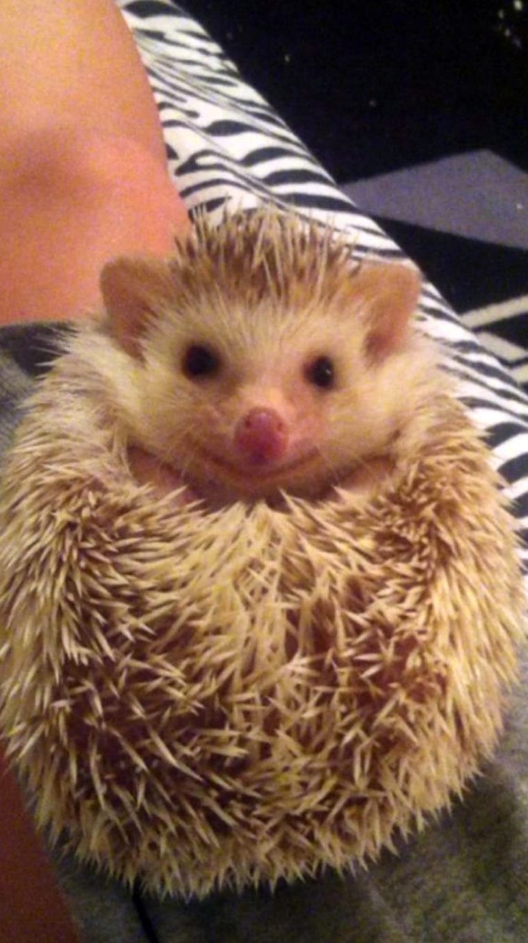 Улыбчивый Ежик