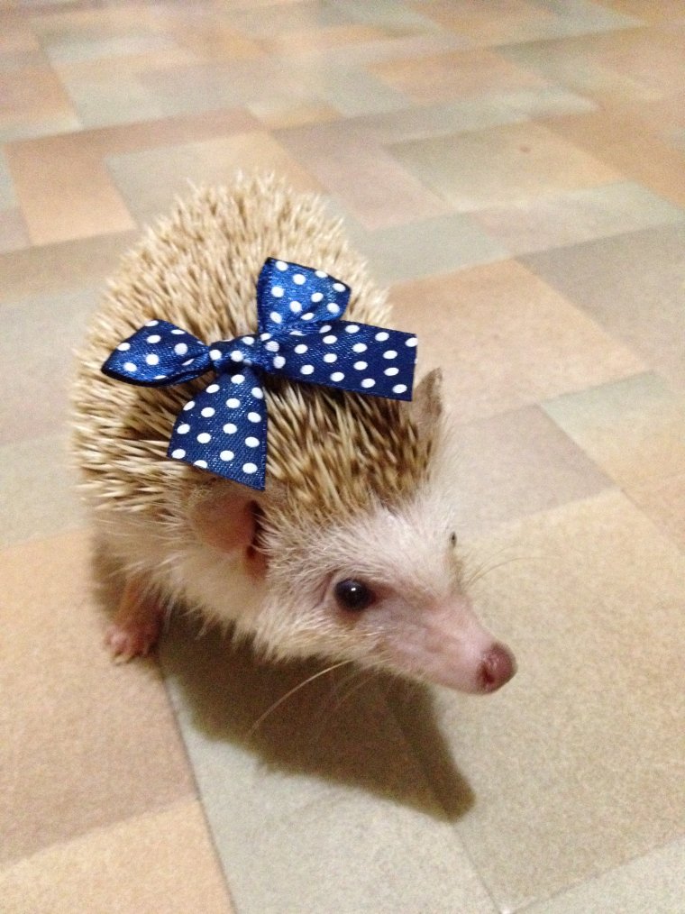 Костюм Ежик