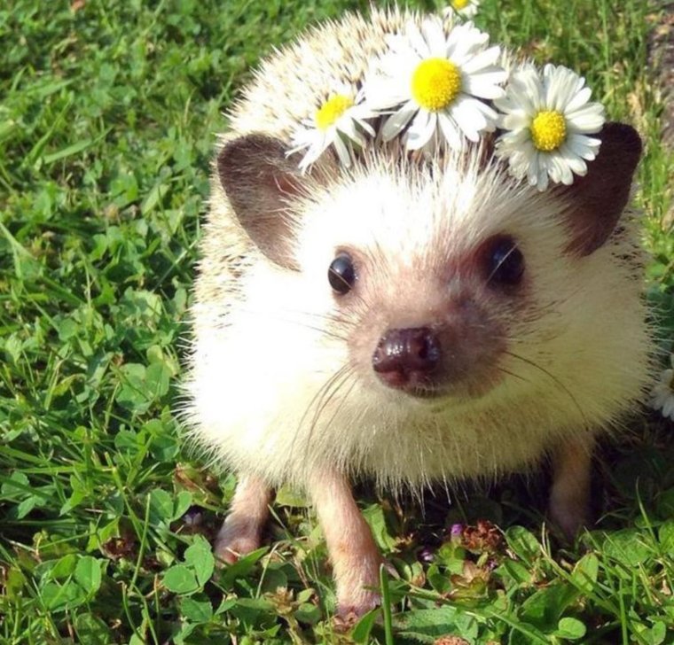 Ёжик в ромашках