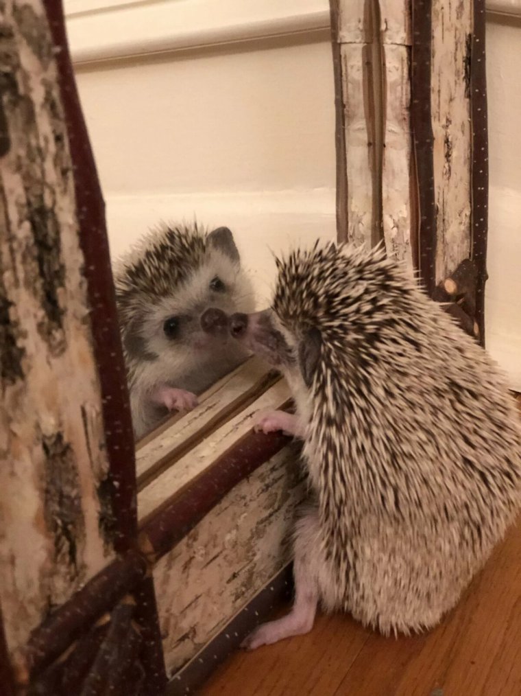 Прикольный еж