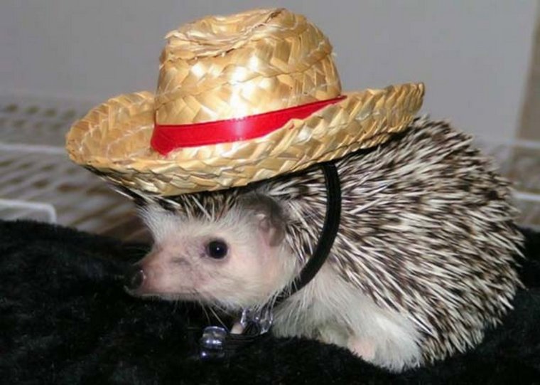 Еж в шляпе