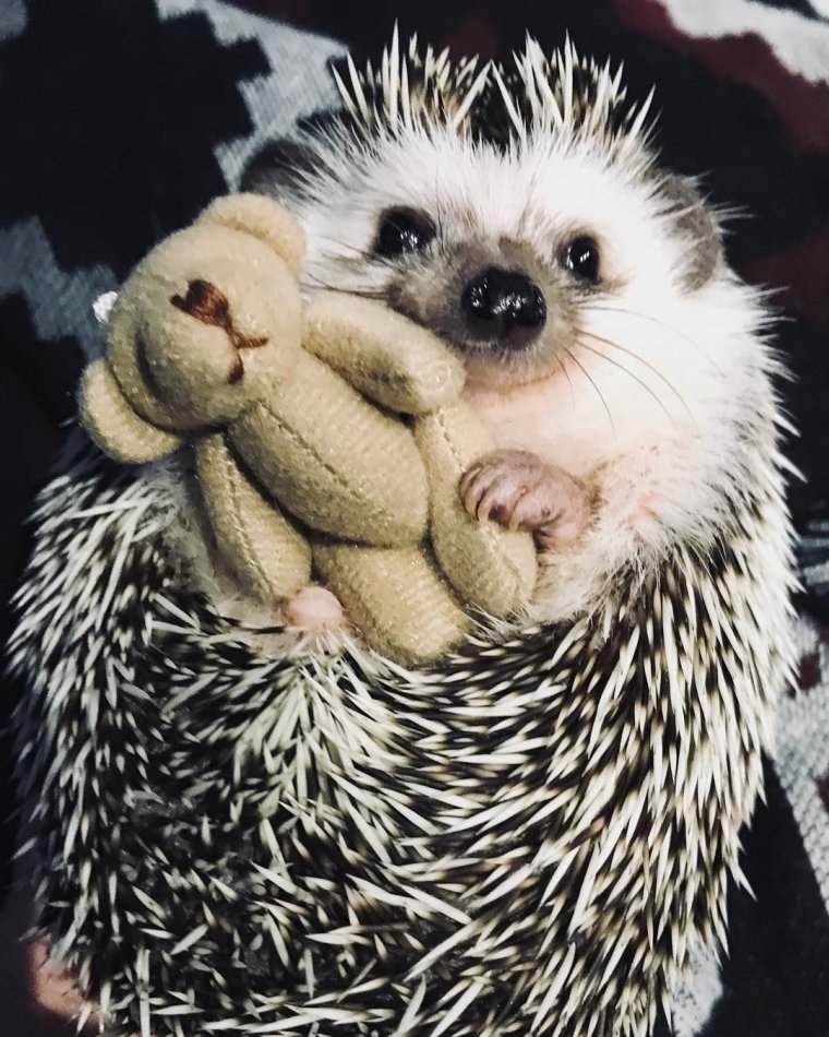 Смешной Ежик