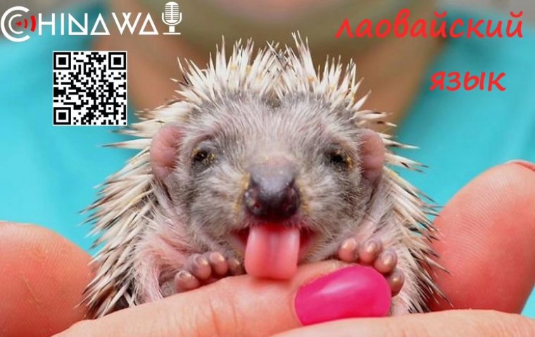 Ежик с высунутым языком