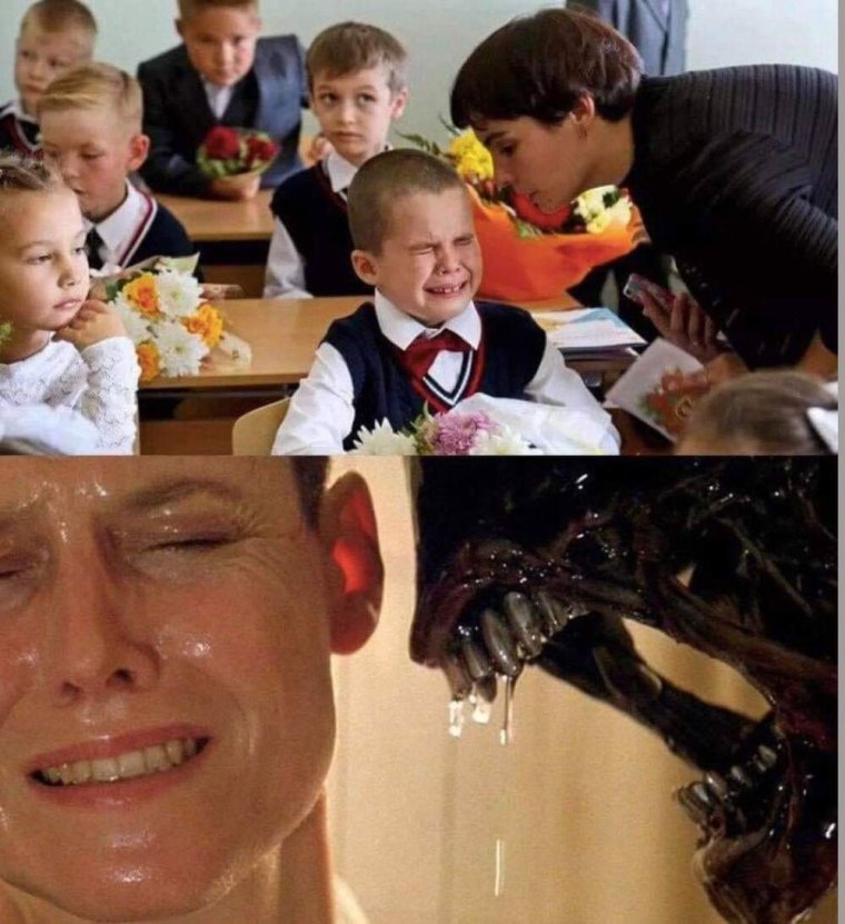 Смешные стрижки хаски