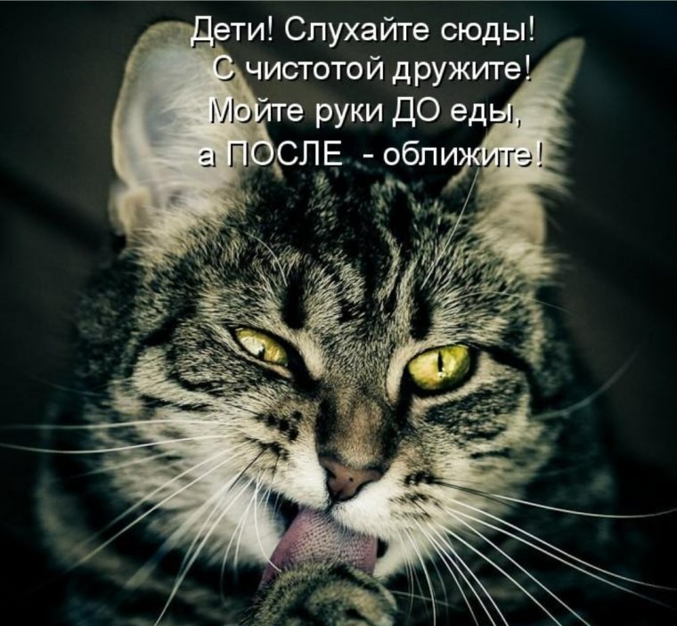 Смешные кошки с текстом