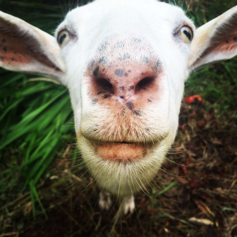 Смешные морды