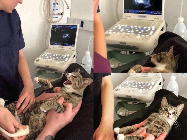 УЗИ картинки прикольные