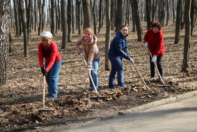 Субботник березы