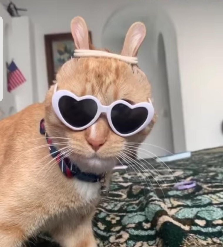 Кот в очках Мем