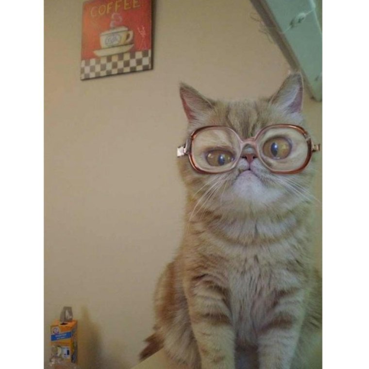 Умный кот в очках