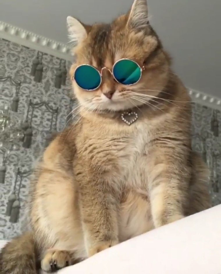Кот в очках живой