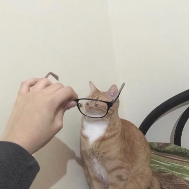 Кот через очки