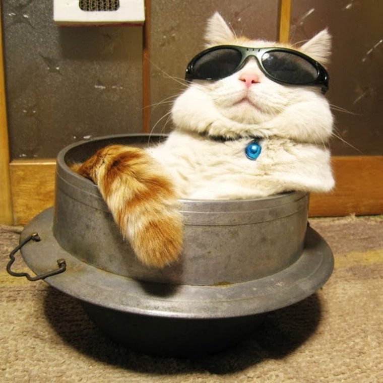 Толстый кот в очках