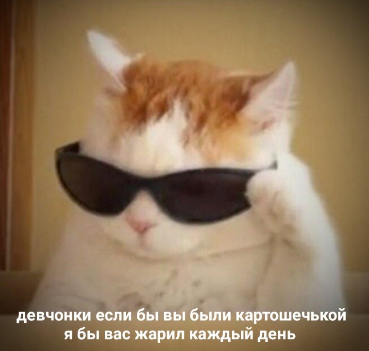 Мем с котом в очках обалдеть