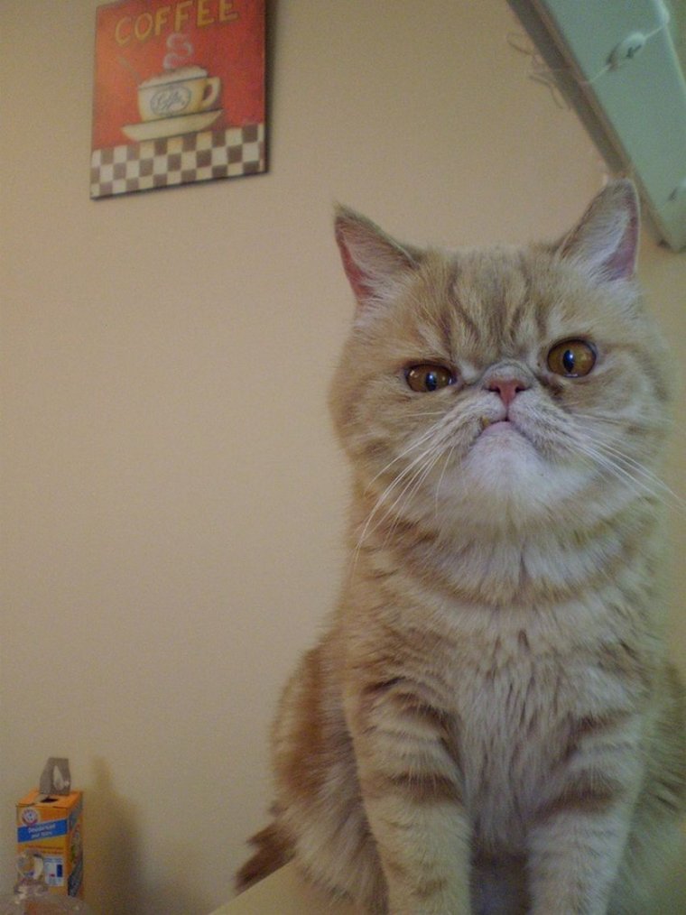 Коты с темными очками