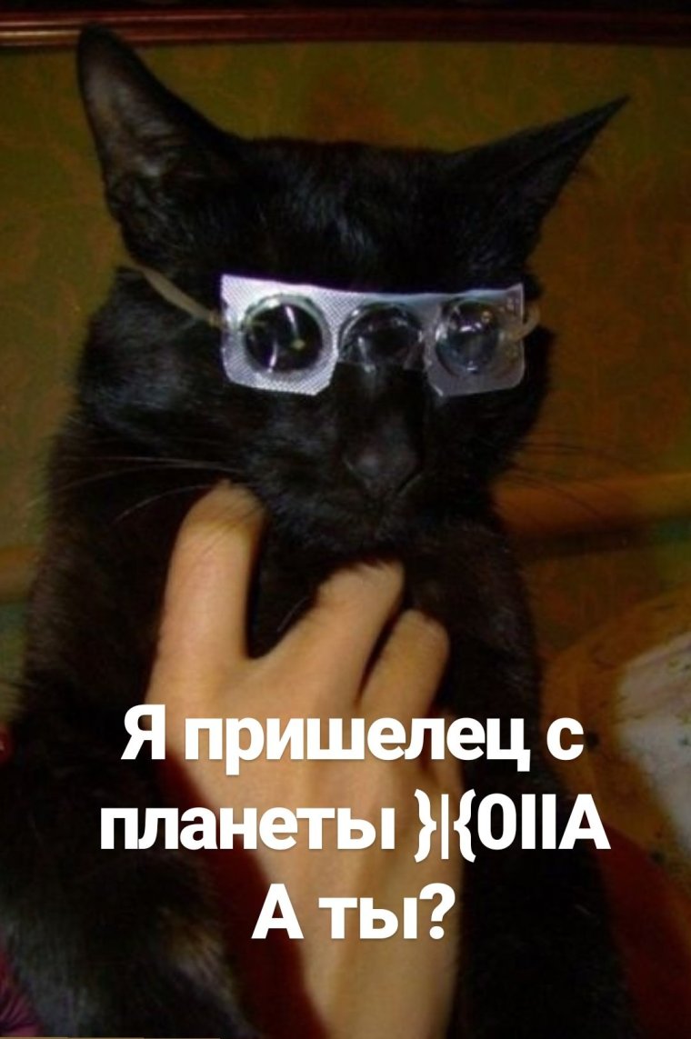 Котик в панамке и очках