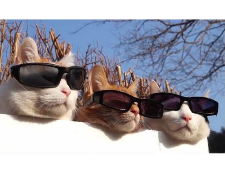 Кот в очках